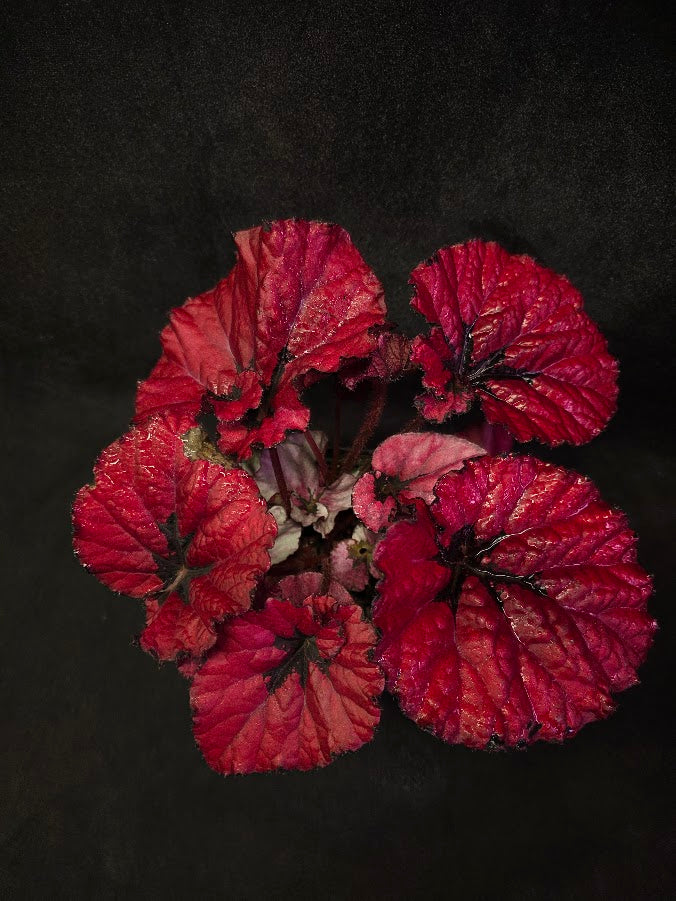 Begonia Rex Festive Red Lipstick #02