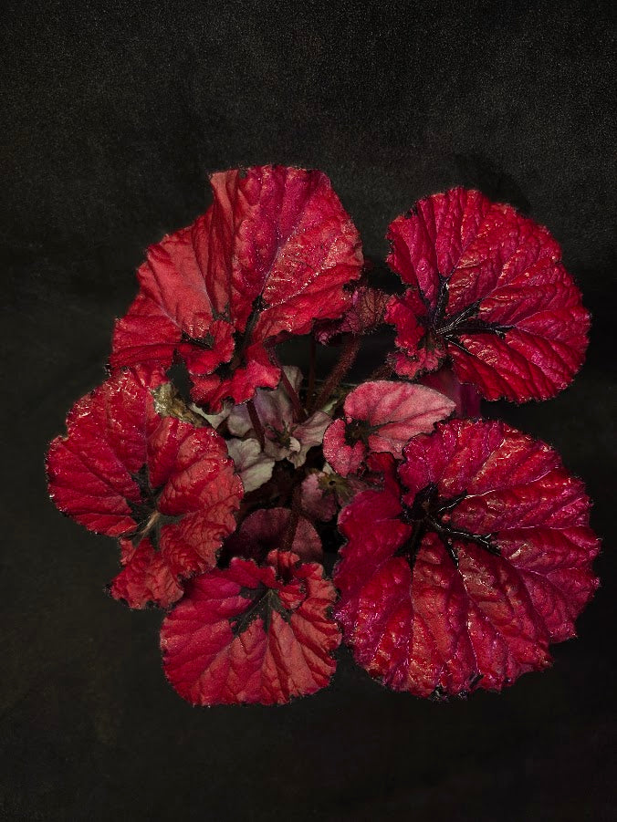 Begonia Rex Festive Red Lipstick #02
