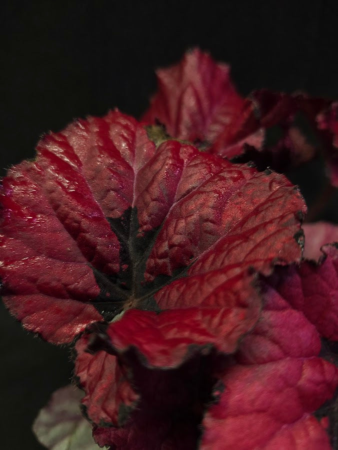 Begonia Rex Festive Red Lipstick #02