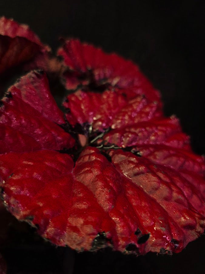 Begonia Rex Festive Red Lipstick #02