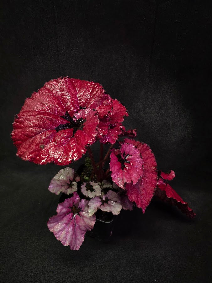 Begonia Rex Festive Red Lipstick #03