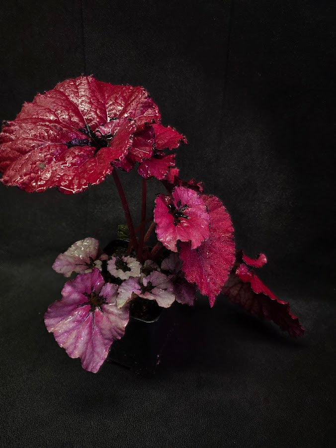 Begonia Rex Festive Red Lipstick #03