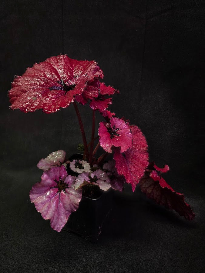 Begonia Rex Festive Red Lipstick #03