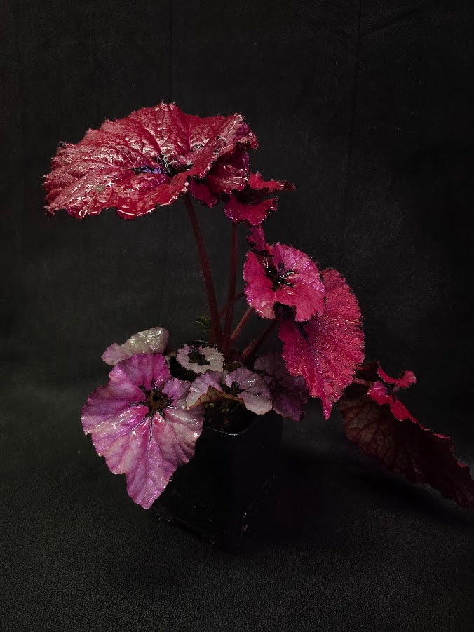 Begonia Rex Festive Red Lipstick #03