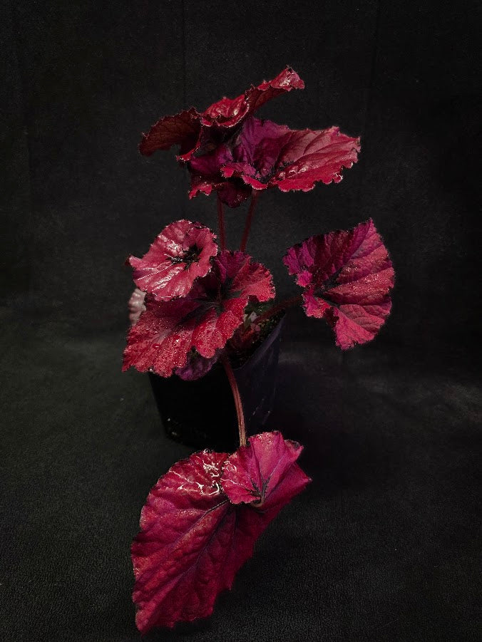 Begonia Rex Festive Red Lipstick #03