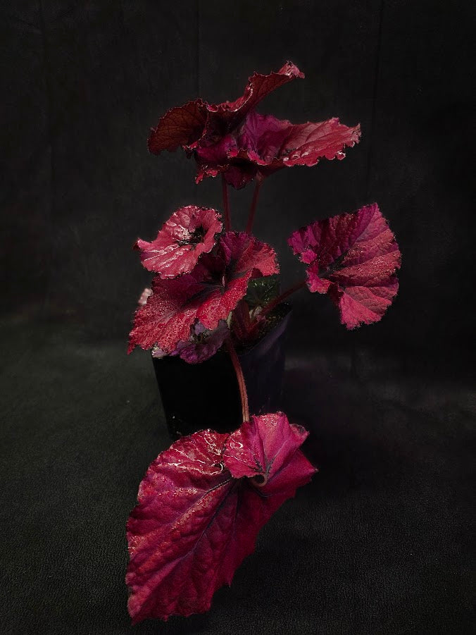 Begonia Rex Festive Red Lipstick #03