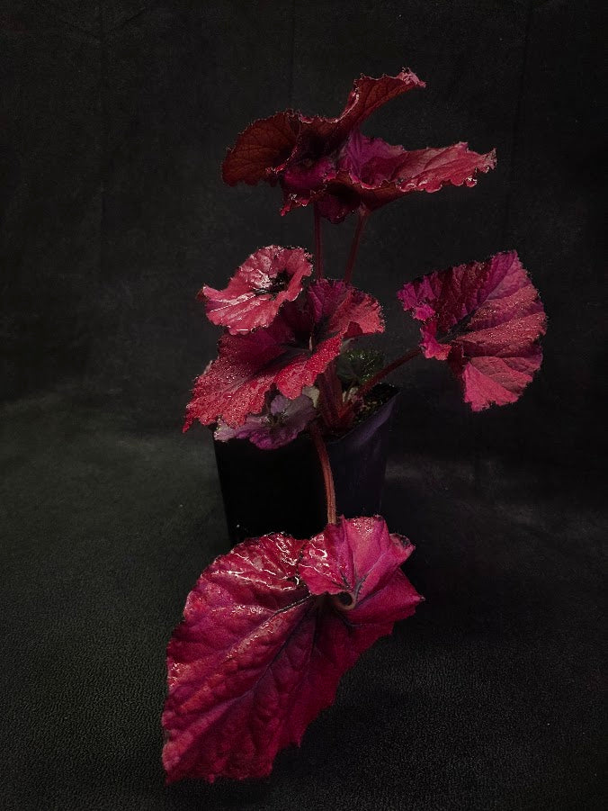 Begonia Rex Festive Red Lipstick #03