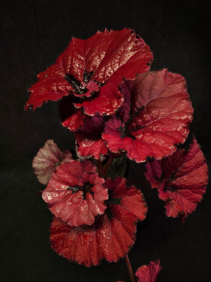 Begonia Rex Festive Red Lipstick #03