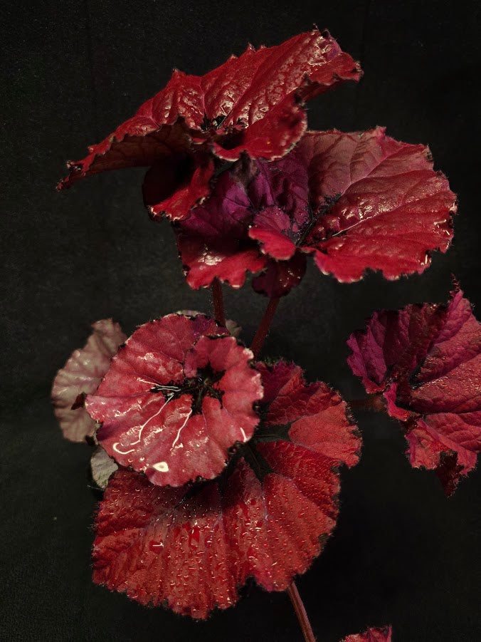 Begonia Rex Festive Red Lipstick #03