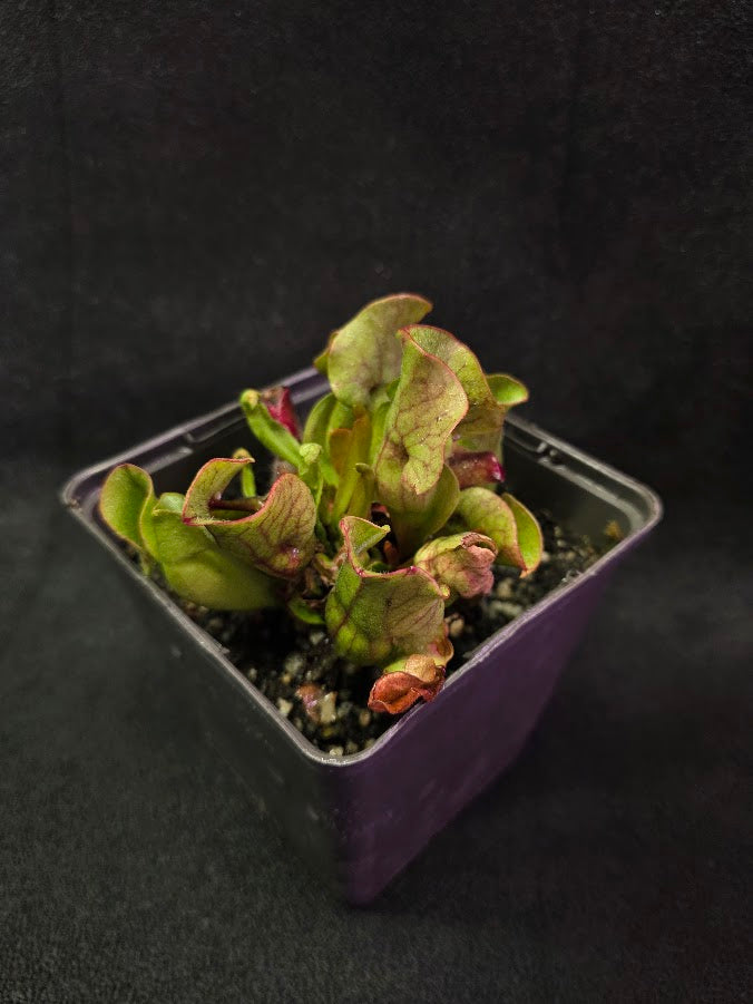 Sarracenia Purpurea Venosa #01