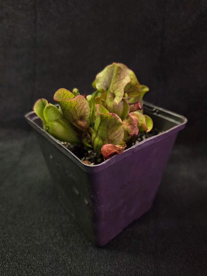 Sarracenia Purpurea Venosa #01