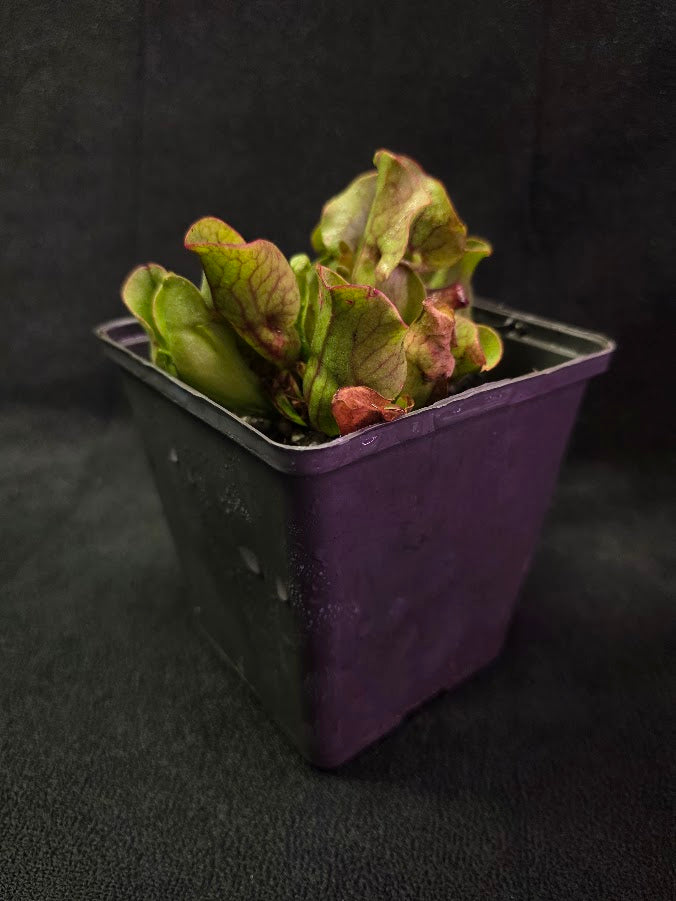 Sarracenia Purpurea Venosa #01