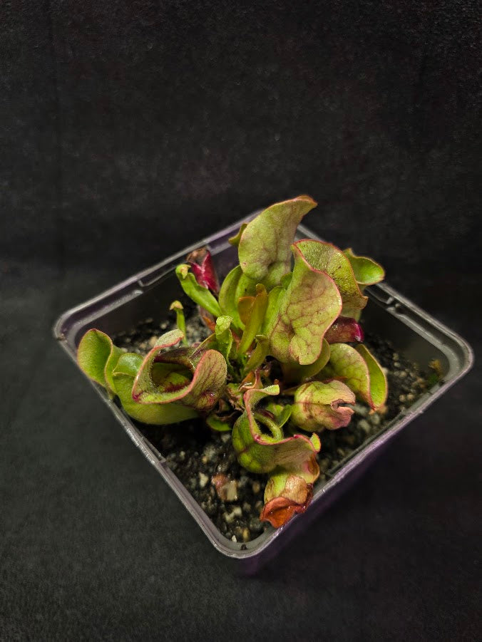 Sarracenia Purpurea Venosa #01