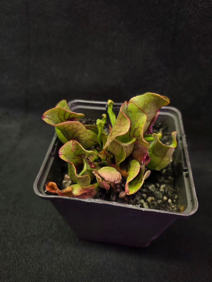 Sarracenia Purpurea Venosa #01