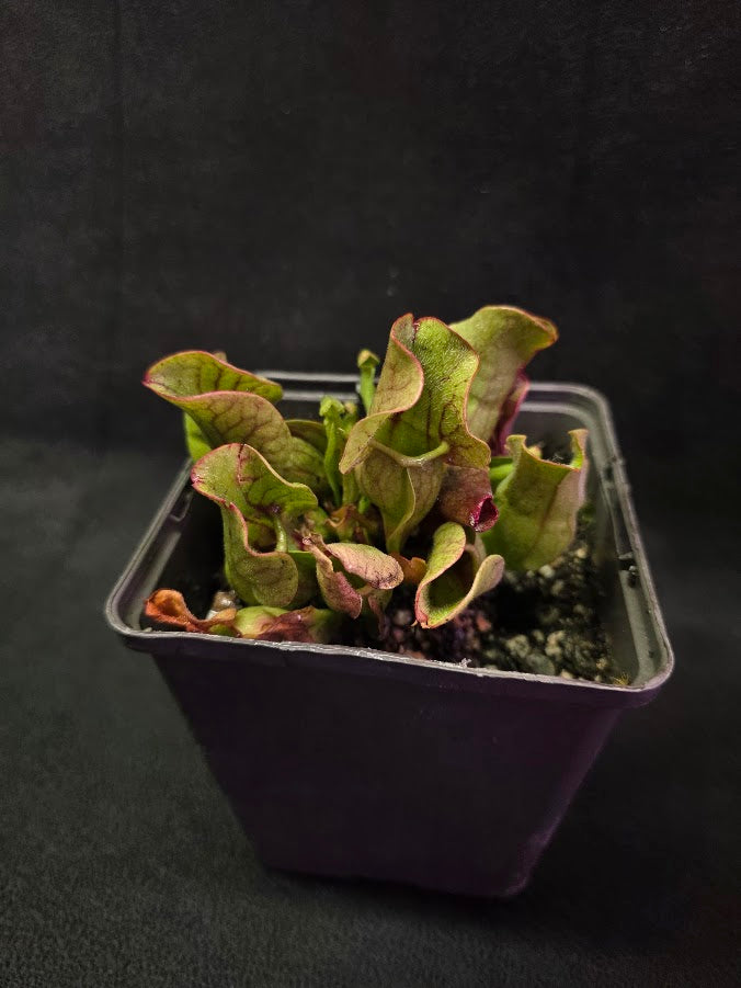 Sarracenia Purpurea Venosa #01