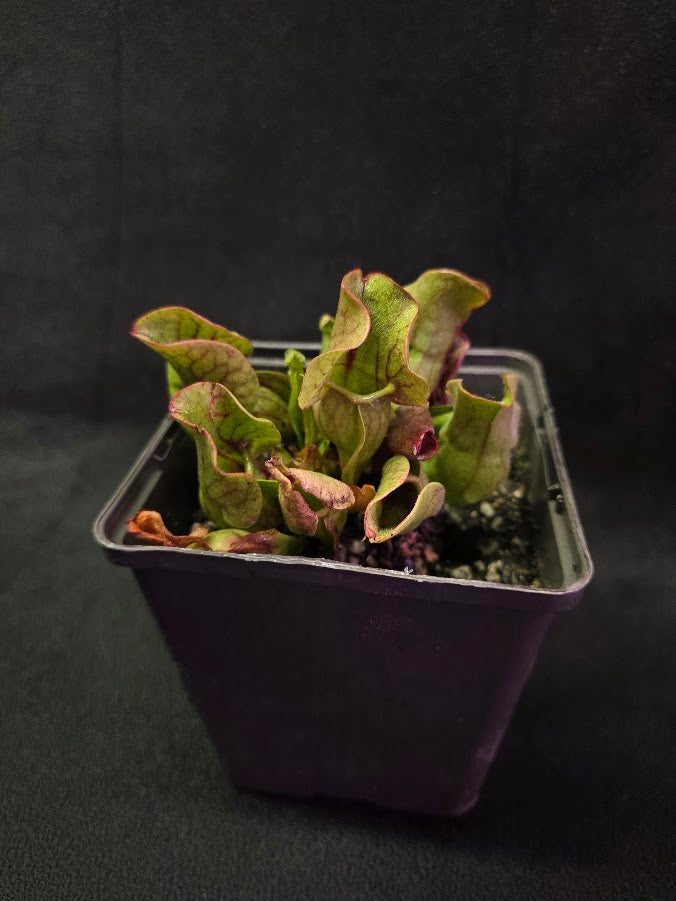 Sarracenia Purpurea Venosa #01
