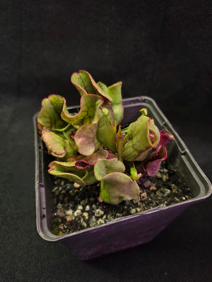 Sarracenia Purpurea Venosa #01