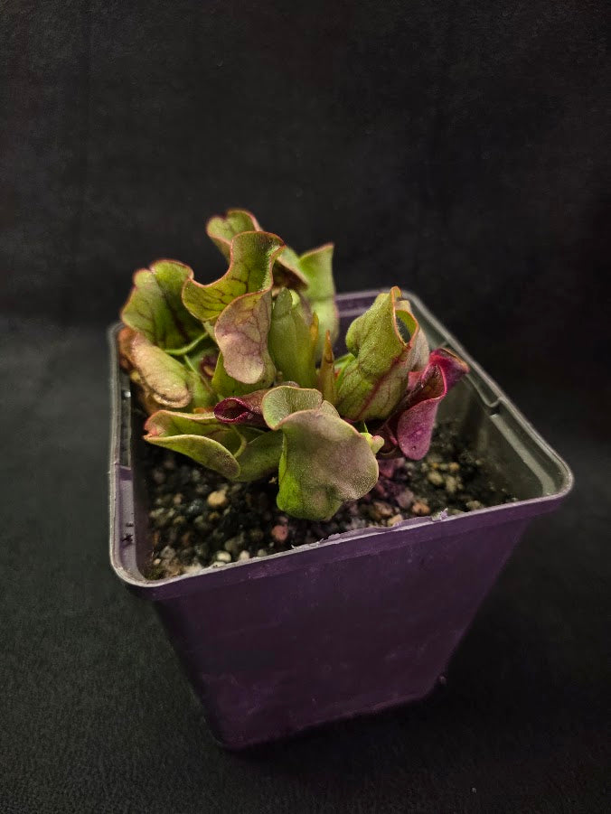 Sarracenia Purpurea Venosa #01