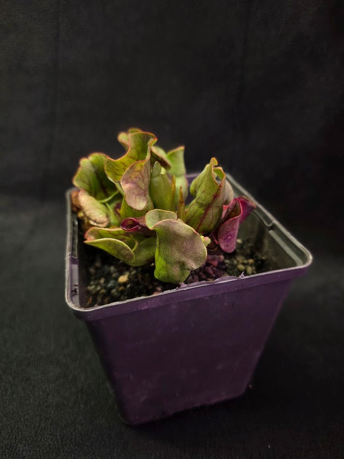 Sarracenia Purpurea Venosa #01