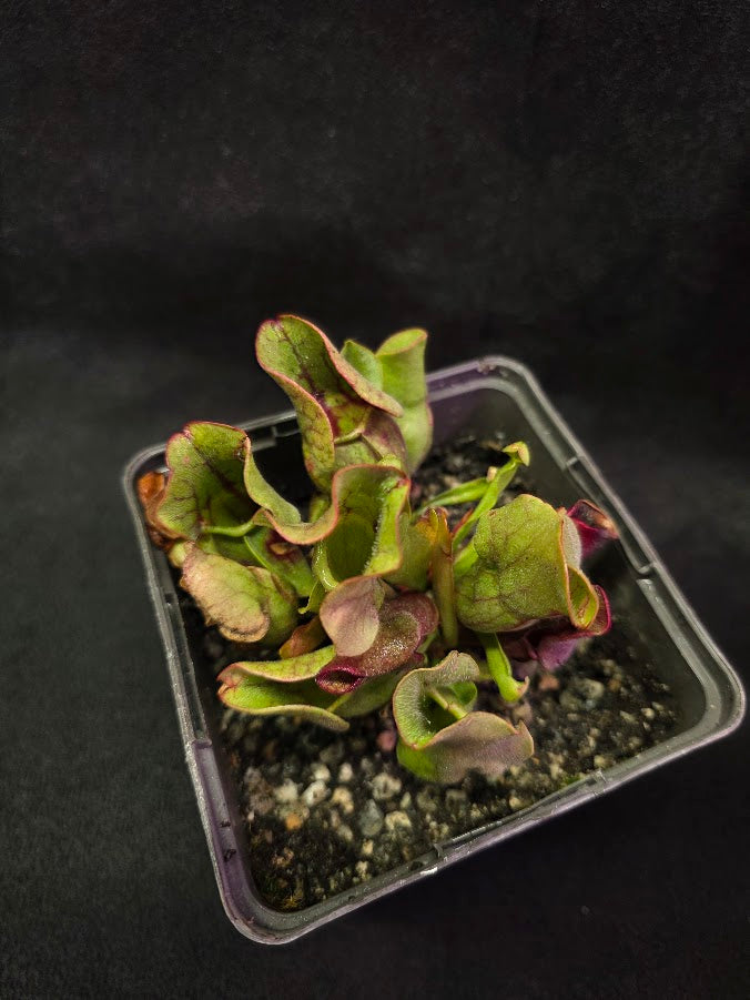 Sarracenia Purpurea Venosa #01