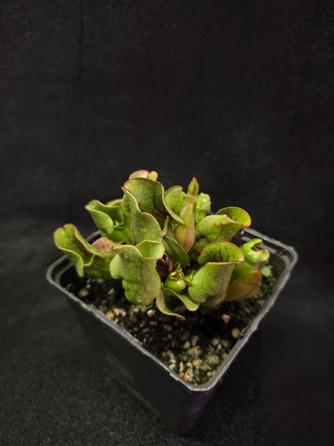 Sarracenia Purpurea Venosa #02