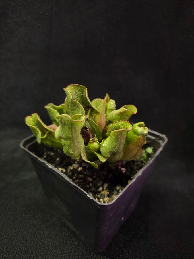 Sarracenia Purpurea Venosa #02