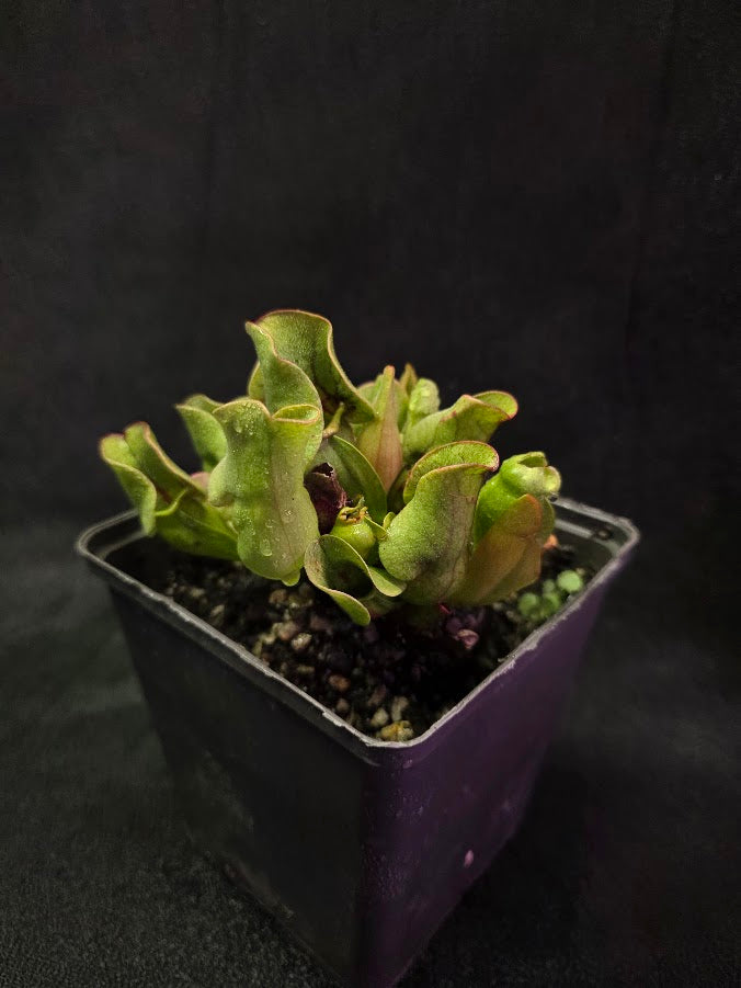 Sarracenia Purpurea Venosa #02