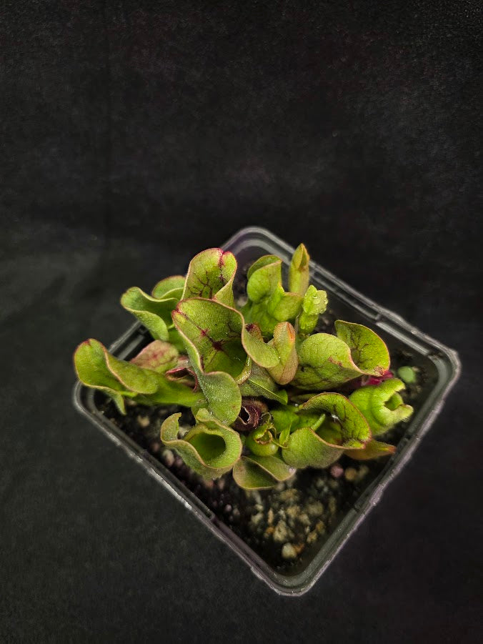 Sarracenia Purpurea Venosa #02