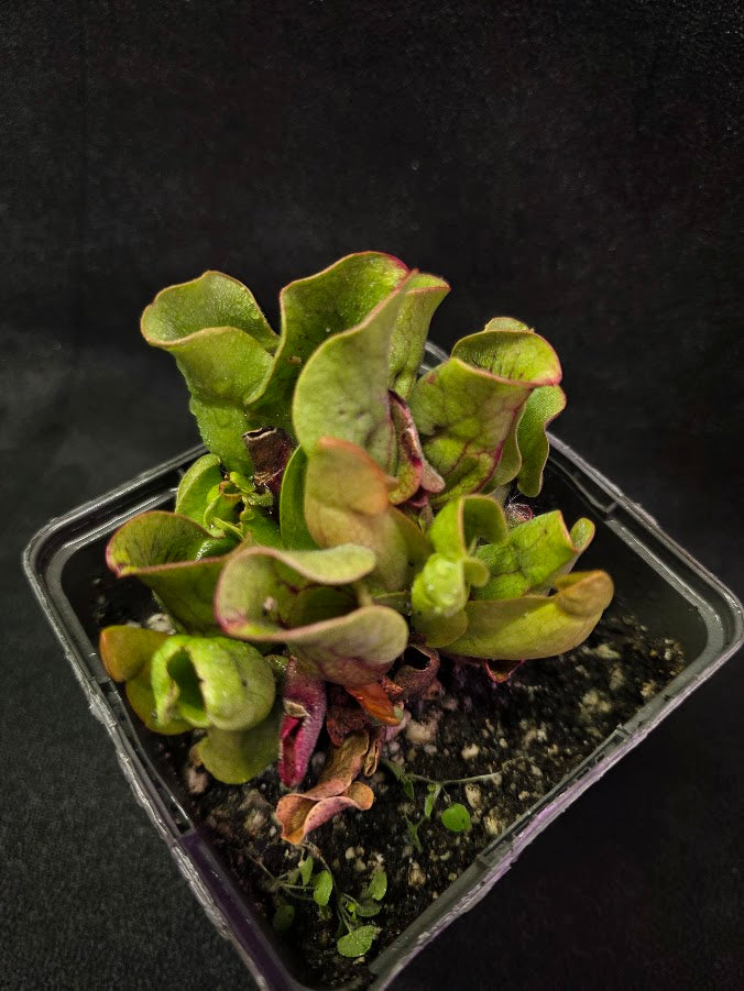 Sarracenia Purpurea Venosa #02