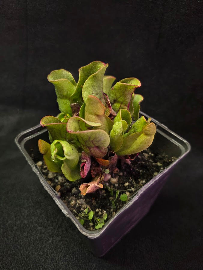 Sarracenia Purpurea Venosa #02