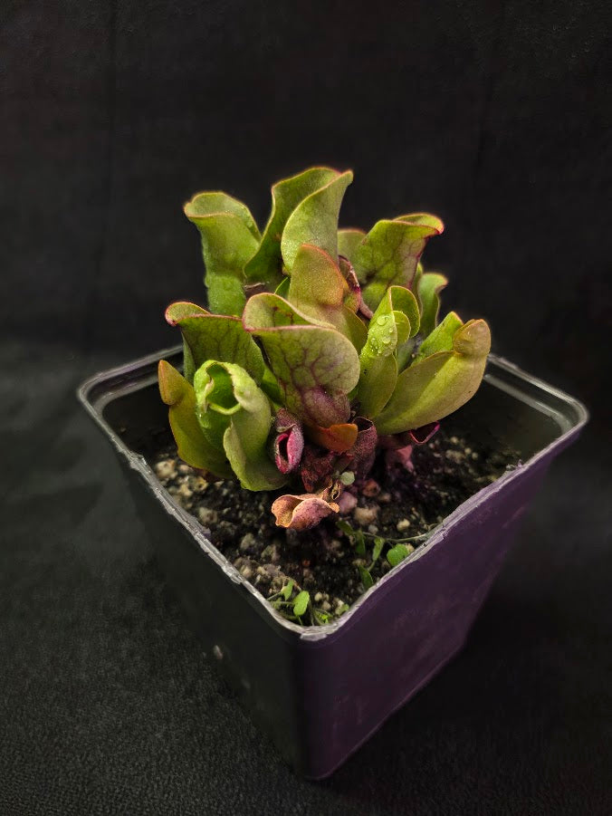 Sarracenia Purpurea Venosa #02