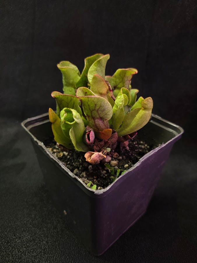 Sarracenia Purpurea Venosa #02