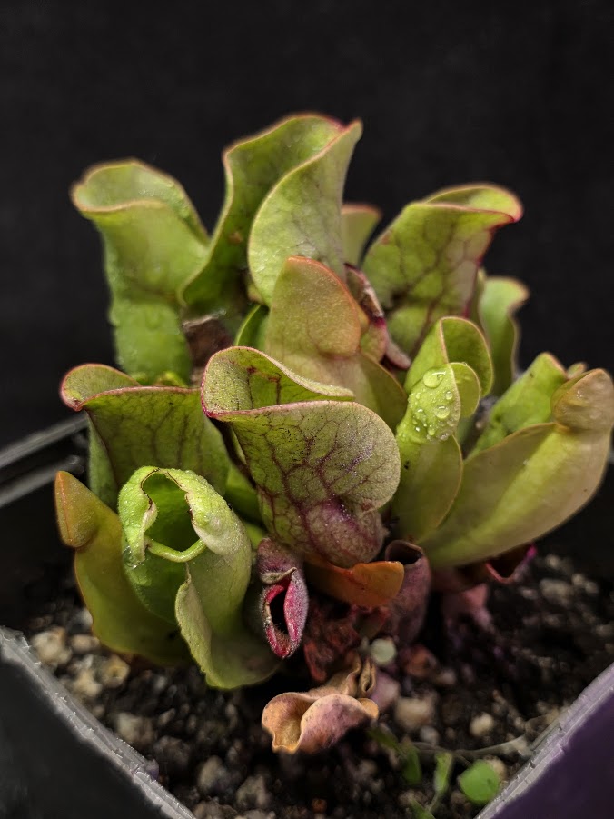 Sarracenia Purpurea Venosa #02