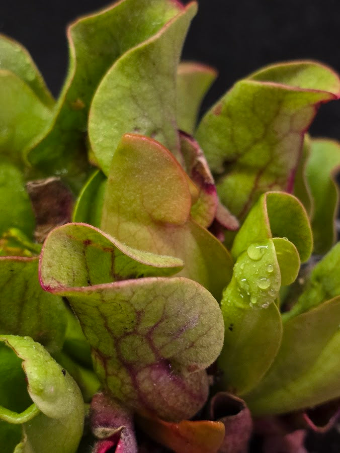 Sarracenia Purpurea Venosa #02