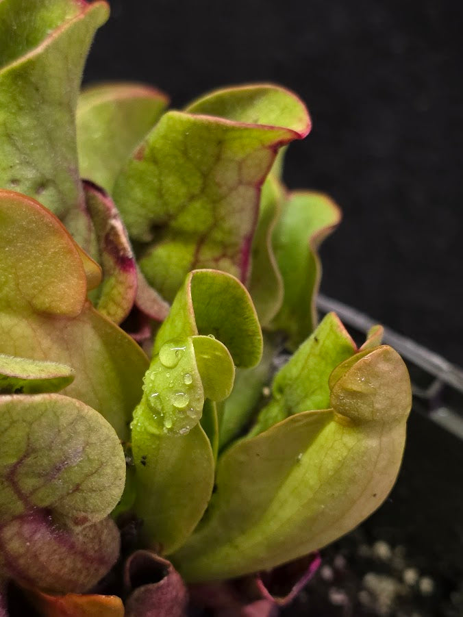 Sarracenia Purpurea Venosa #02
