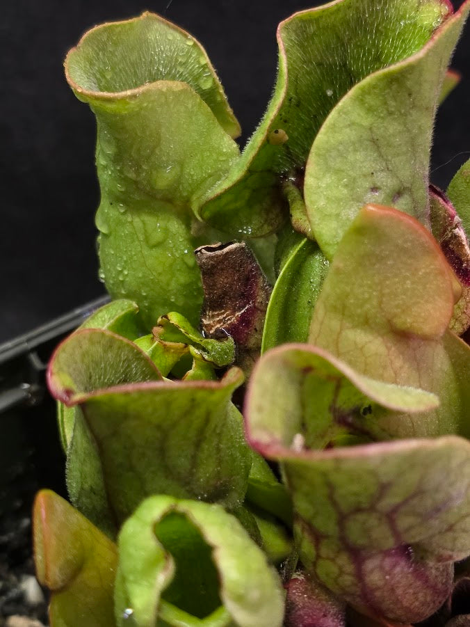 Sarracenia Purpurea Venosa #02