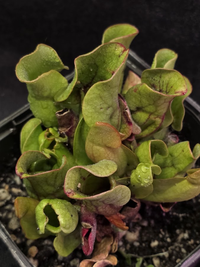 Sarracenia Purpurea Venosa #02