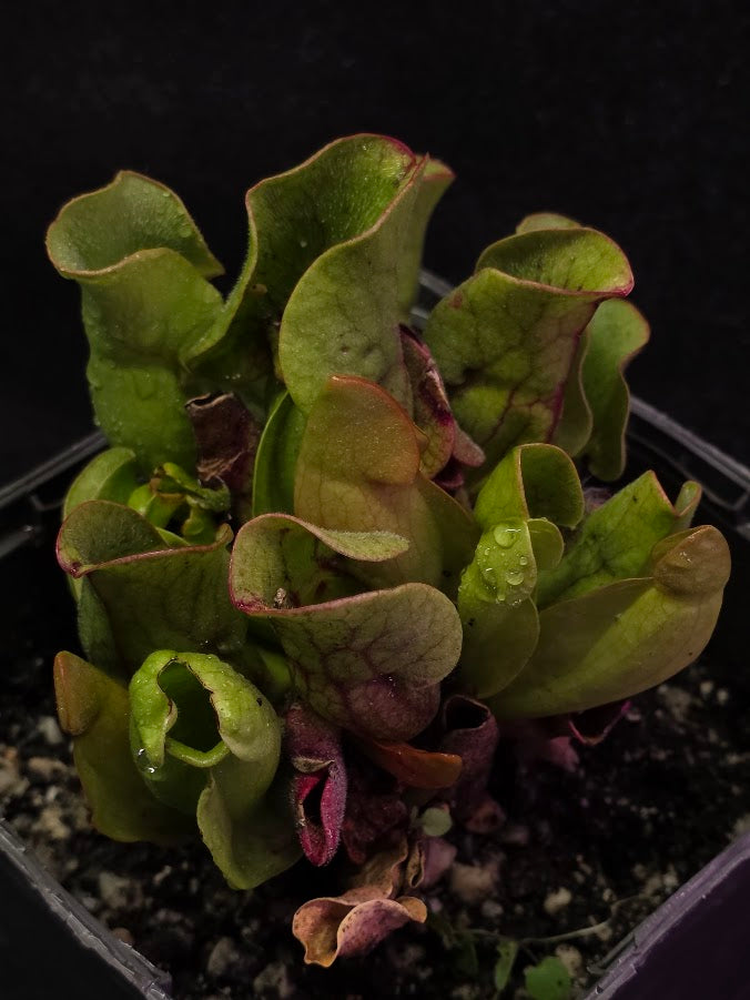 Sarracenia Purpurea Venosa #02