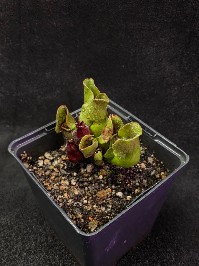 Sarracenia Purpurea Venosa #03
