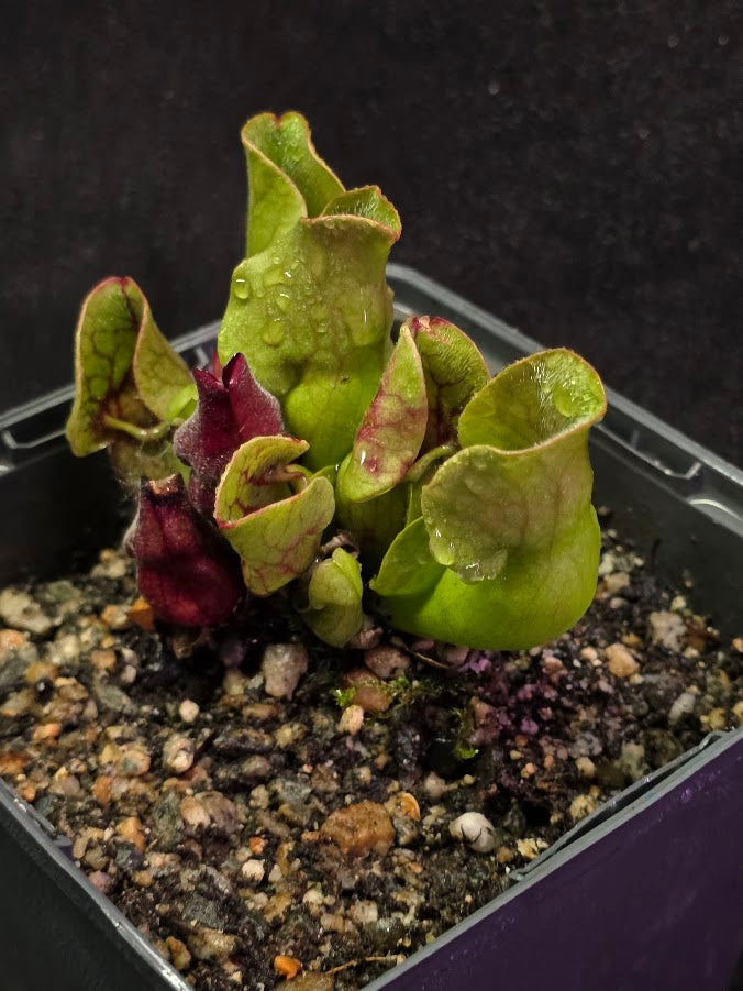 Sarracenia Purpurea Venosa #03