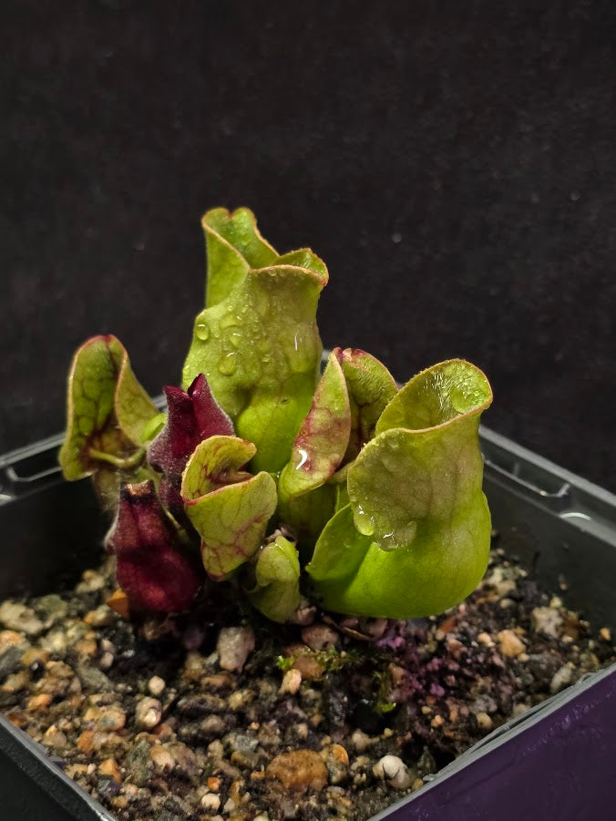 Sarracenia Purpurea Venosa #03