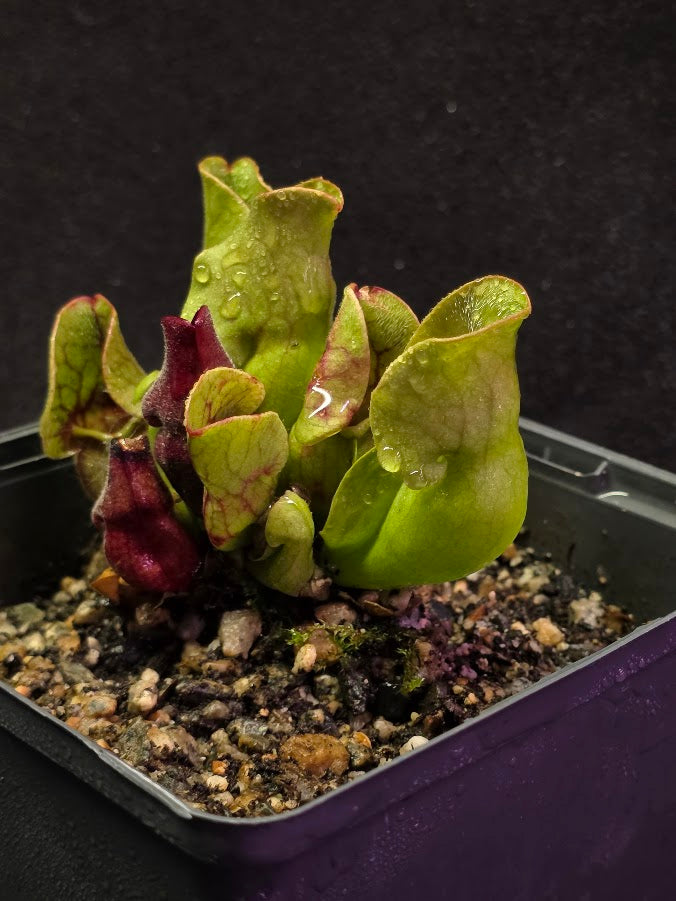 Sarracenia Purpurea Venosa #03