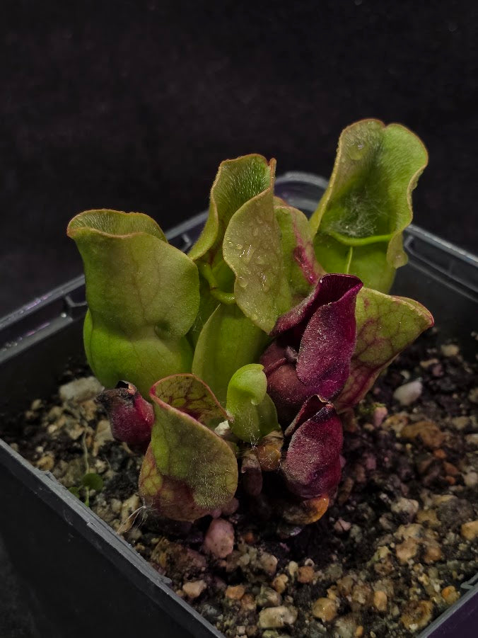 Sarracenia Purpurea Venosa #03