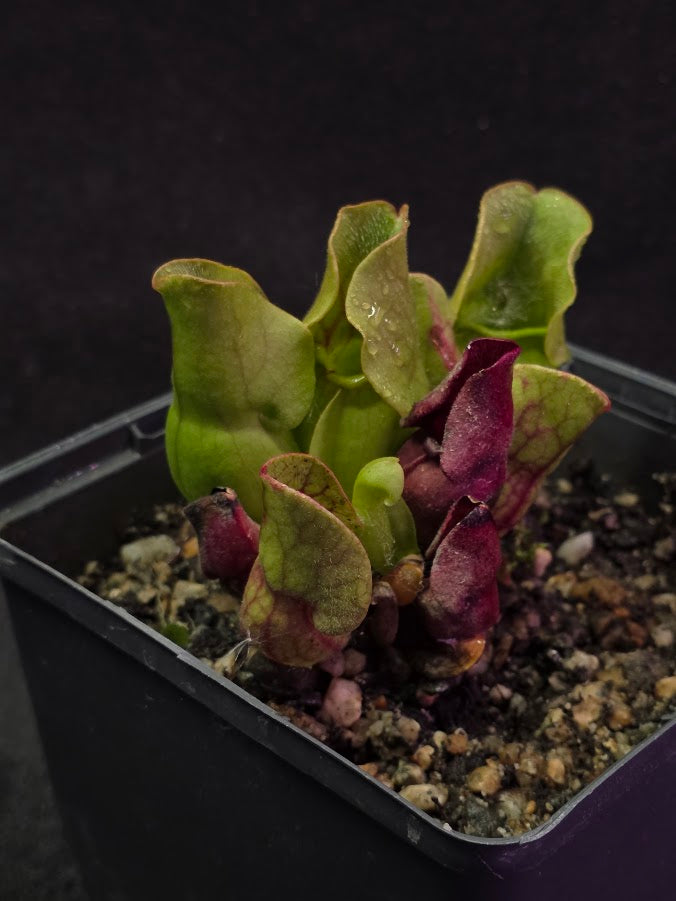 Sarracenia Purpurea Venosa #03