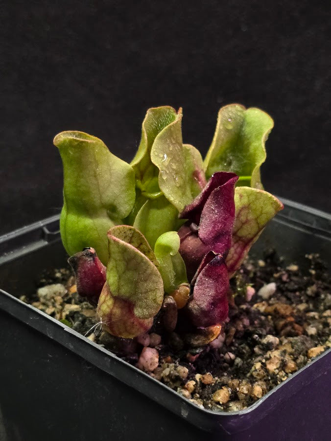Sarracenia Purpurea Venosa #03