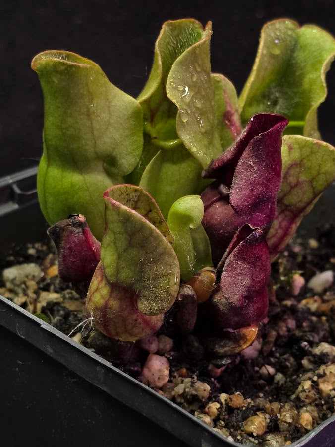 Sarracenia Purpurea Venosa #03