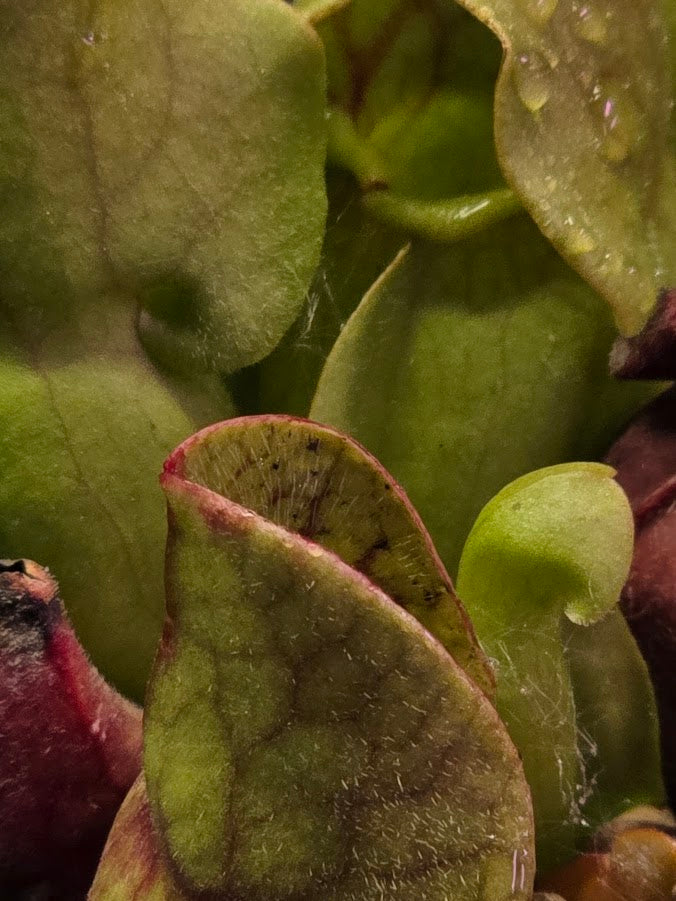 Sarracenia Purpurea Venosa #03