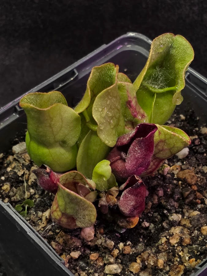 Sarracenia Purpurea Venosa #03