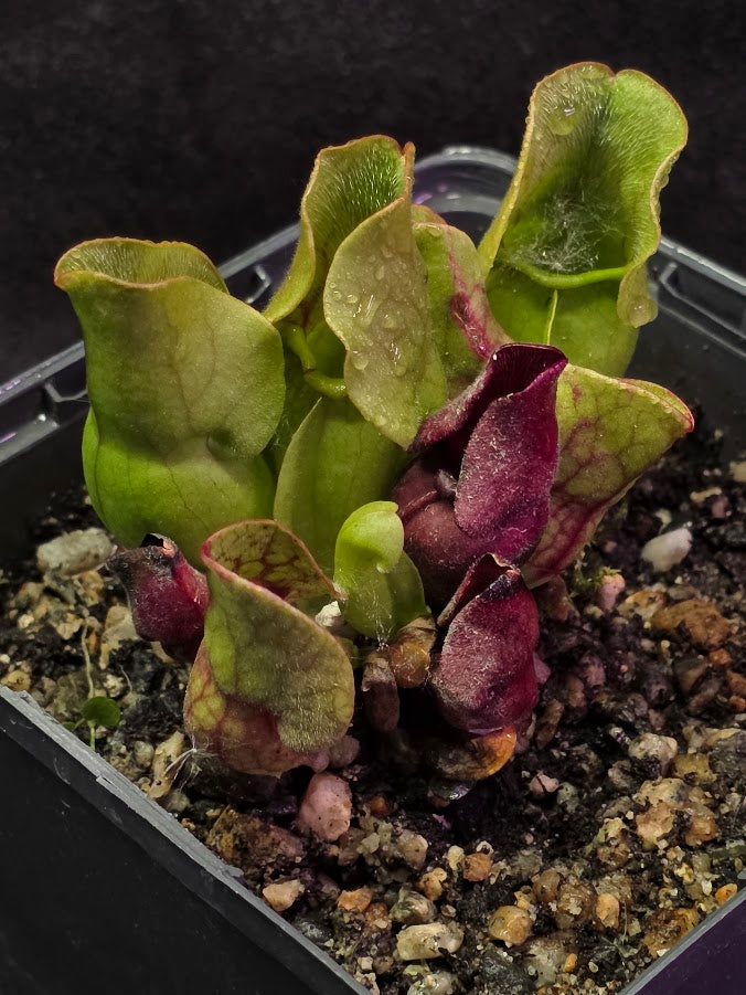 Sarracenia Purpurea Venosa #03