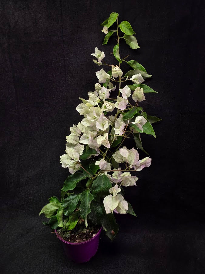White Bougainvillea #01